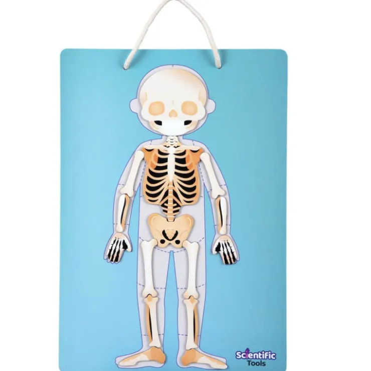 Aprendo el Cuerpo Humano Magnético>Scientific tools Discount