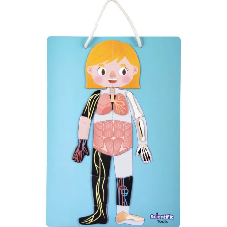 Aprendo el Cuerpo Humano Magnético>Scientific tools Discount